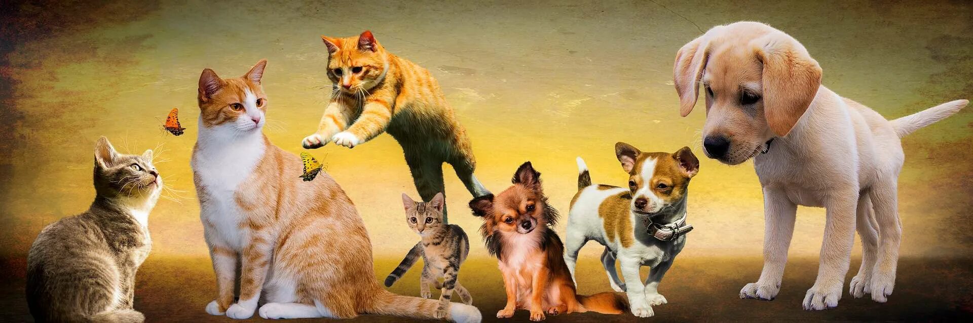 Cat in a dogs world. Rjireb b CJ,FRB. Кошки и собаки. Щенок и котенок. Фон для домашних животных.