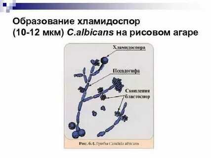 Бластоспоры это