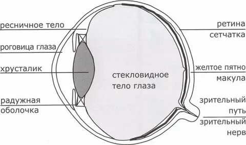 Ресничные глаза