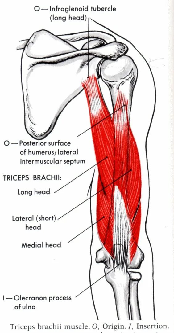 Трицепс мышца. Функции головок трицепса. Головки трехглавой мышцы плеча. Трицепс плеча анатомия. Трехглавая мышца трицепс.