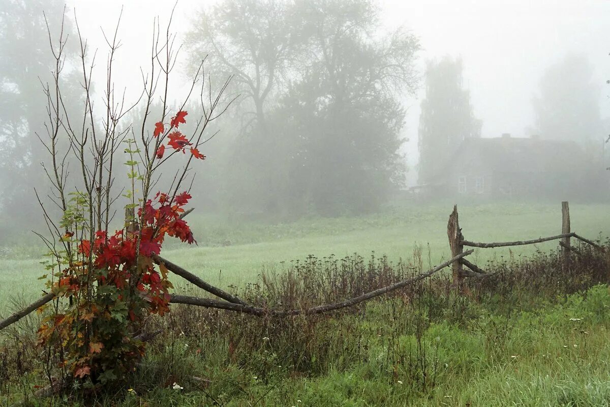 осенний утренний туман. летняя прохлада. раннее утро. деревня осень туман. овеенный или овеянный прохладой.