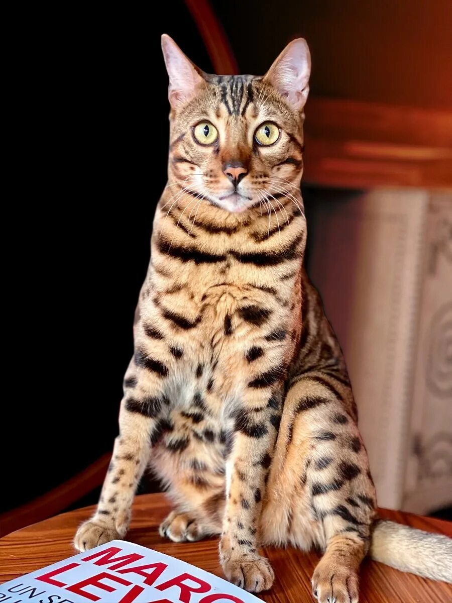 Бенгальская сколько живут. Бенгальская кошка. Тойгер серый. Бенгал Сорель. Бенгальская короткошерстная кошка.