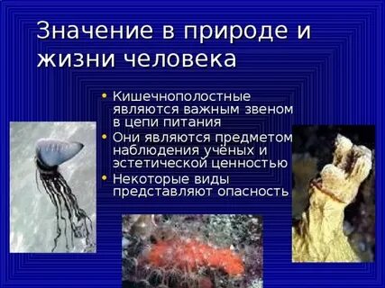 Может ли многоклеточный организм быть бессмертным