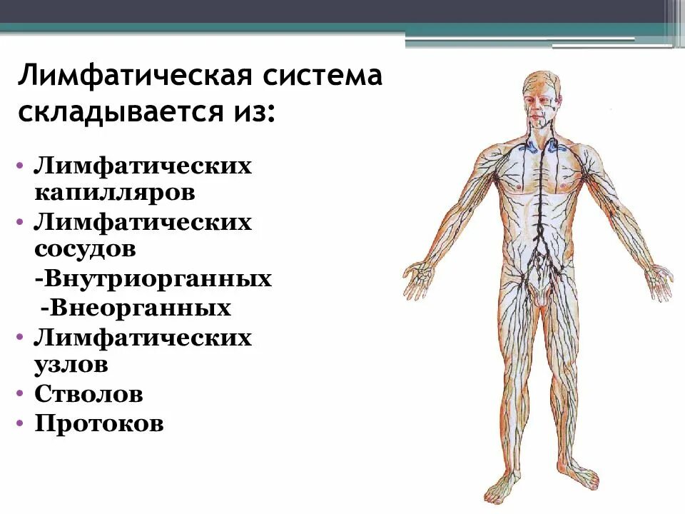 Лимфатическая система человека анатомия лимфатическая система. Схема строения лимфоидной системы человека. Строение элементов лимфатической системы. Строение и функции лимфатической системы. Лимфосистема схема