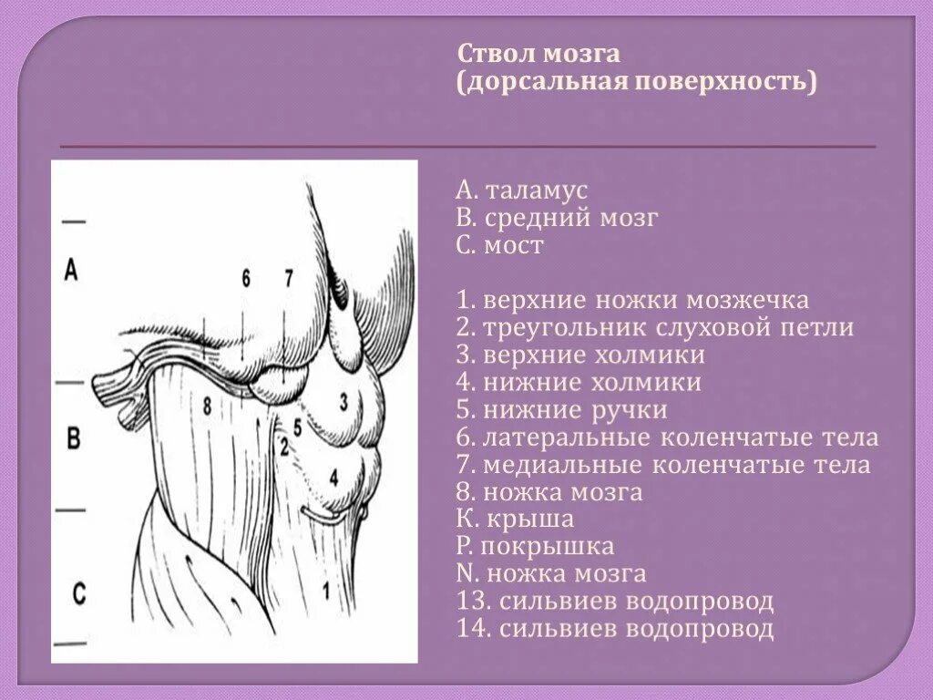 Дорсальная поверхность мозга. Дорсальная поверхность ствола мозга. Дорсальная поверхность среднего мозга. Дорсальная поверхность продолговатого мозга. Строение ствола мозга дорсальная поверхность.