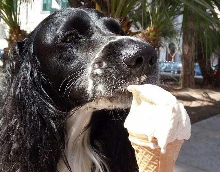 Корни купить собаку. Мороженое для собак. Собака с мороженым. Собака ест мороженое. Собака Пробует мороженое.