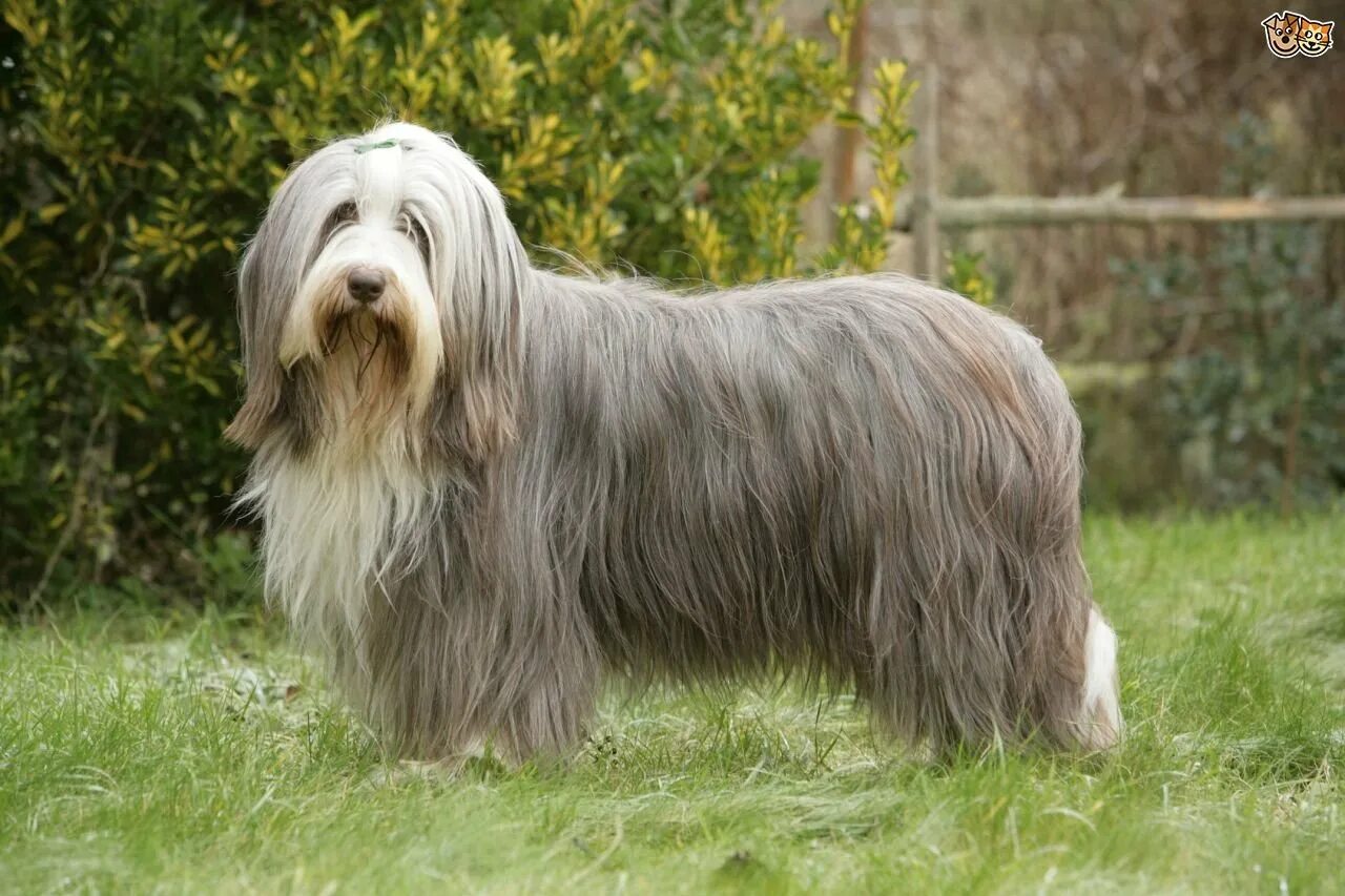Скай терьер стандарт. Собака с очень длинной шерстью. Скай терьер карликовый. Афганская овчарка. Собака с очень длинной шерстью.