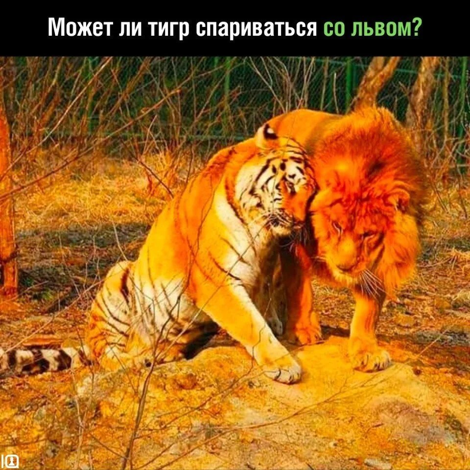 Тигр львиный лев тигриный песня. Лев и тигр. лев против тигра. битва льва и тигра.