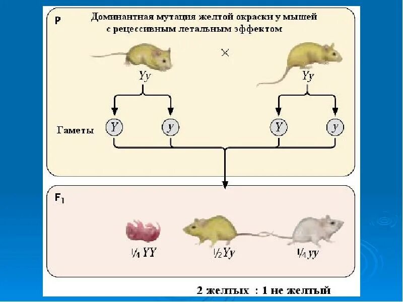 При скрещивании чистой линии мышей. Рецессивный эпистаз у мышей. Наследование окраски шерсти у мышей. Рецессивные летальные гены. Генетика мышей.