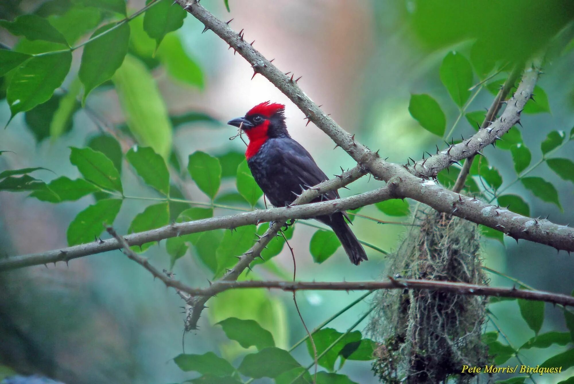 Птицы дерево начинающему. Красноголовый малимбус. Зеленая птица на дереве. Красная птица на дереве. Птицы на дереве фото.