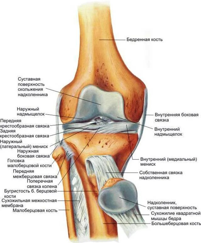 Внутри коленный сустав. Коленный сустав анатомия строение кости. Коленный сустав анатомия суставные поверхности. Суставная поверхность бедренной кости коленного сустава. Связки коленного сустава анатомия.
