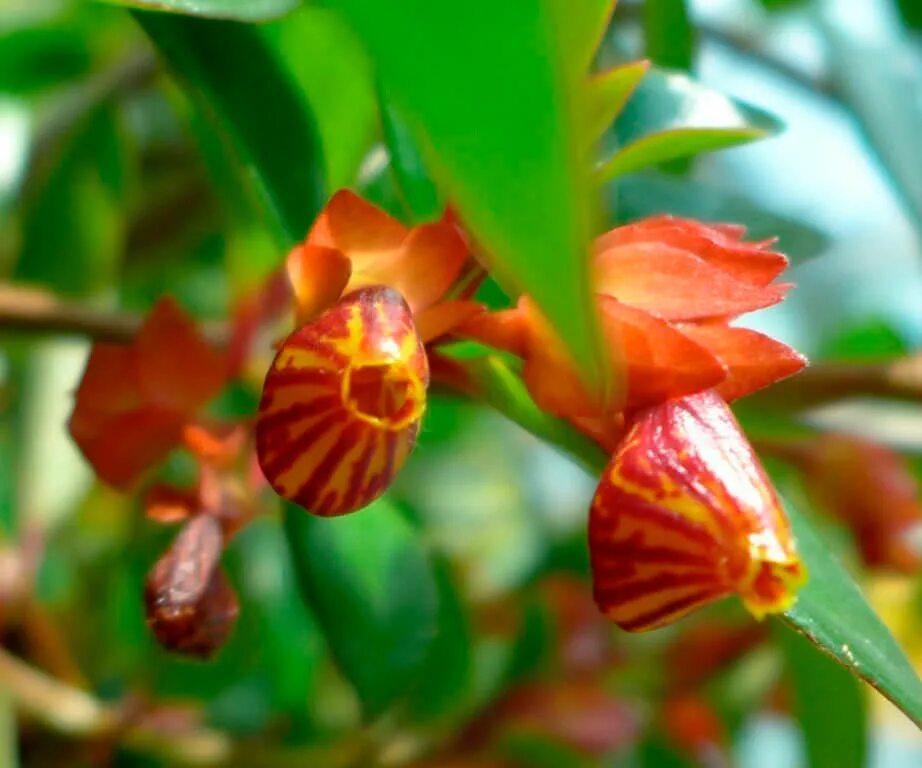 Нематантус Тропикана. Гипоцирта Тропикана. Нематантус Tropicana. Тропикана цветок