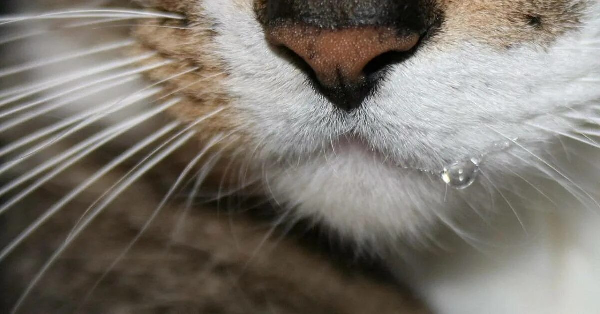 Капает изо рта у кошки