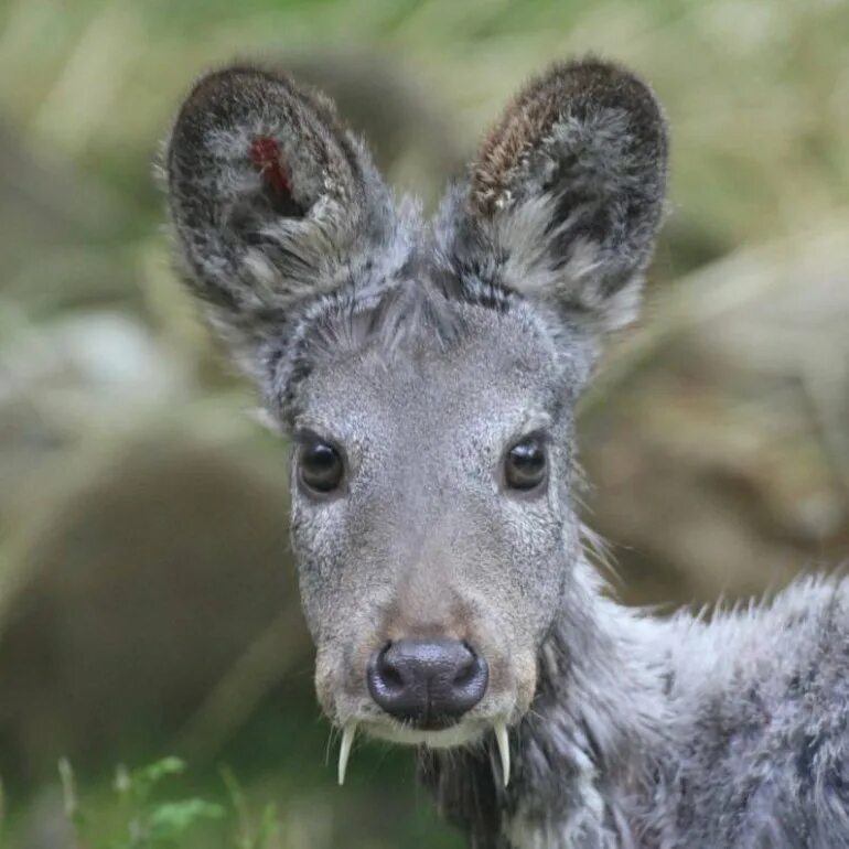 Сибирская кабарга. Сахалинская кабарга Moschus moschiferus sachalinensis. Саблезубый олень кабарга. Сибирская кабарга Алтай. Кабарга и северный олень