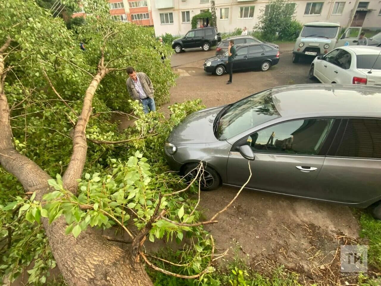 Ураган в Чувашии. Упавшее дерево. Сильный ветер деревья. Ураган фото. Ветер упало дерево