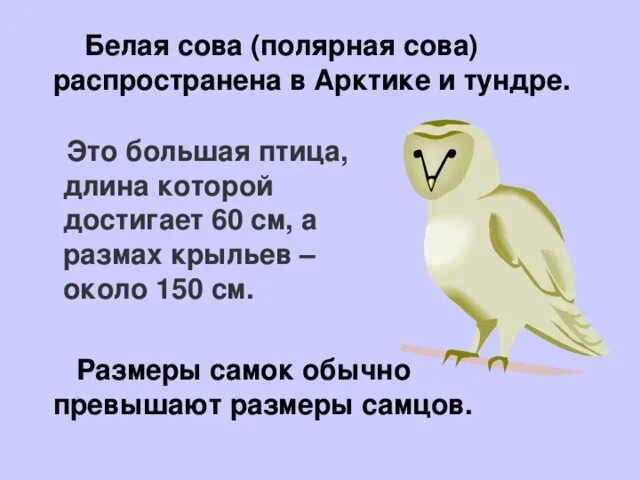 Полярная сова текст 5 класс. Полярная сова текст 5 класс