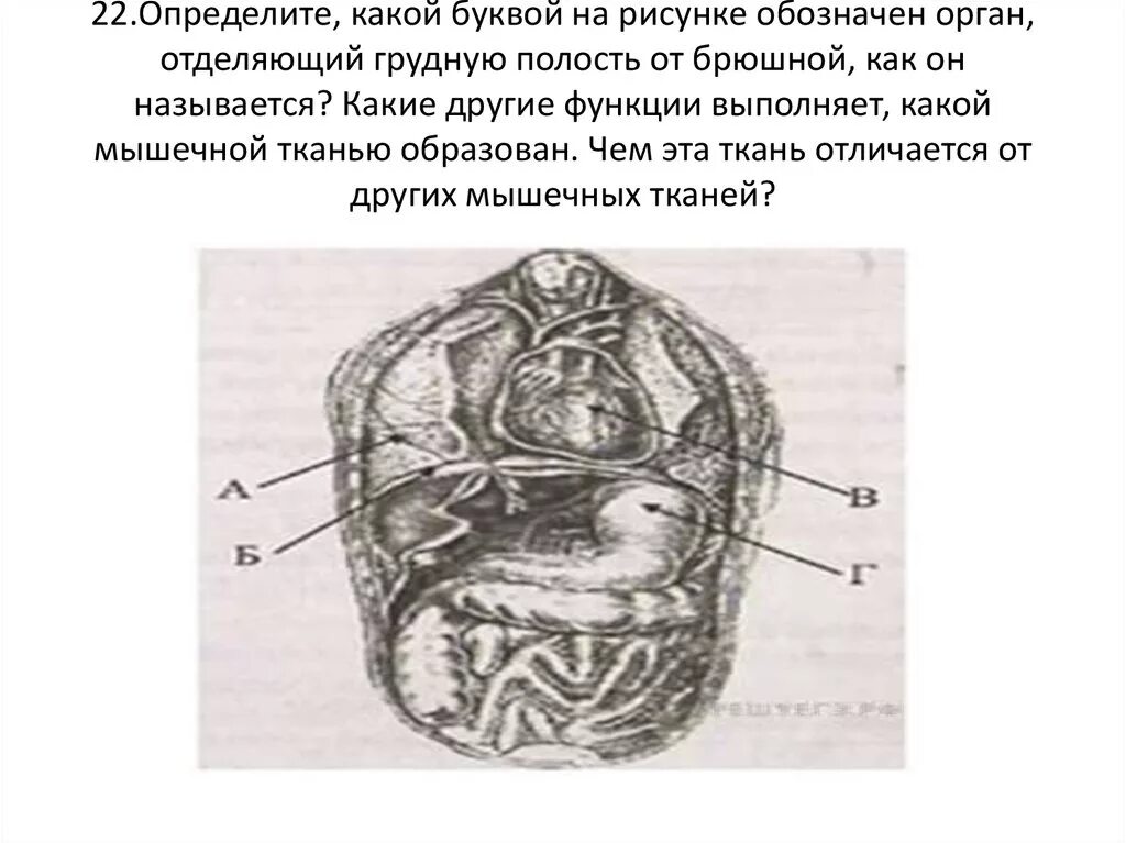 Орган отделяющий грудную полость от брюшной. Определи какой орган обозначен на рисунке. Какой орган на рисунке обозначен буквой а. Какую функцию выполняют органы обозначены на рисунке восемь.