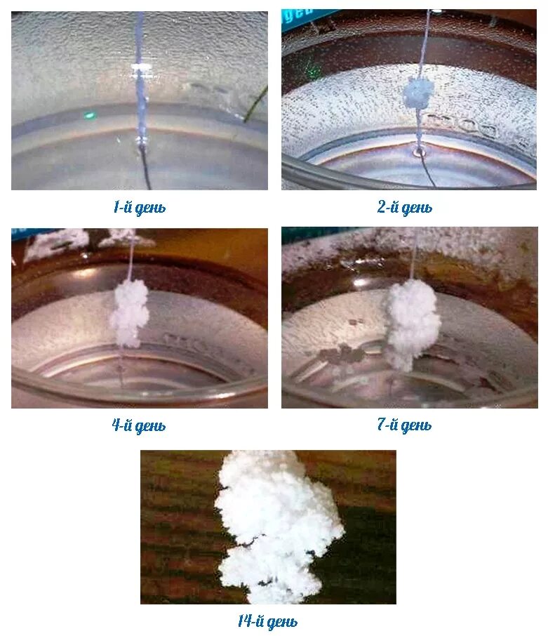 Из воздуха на поверхность соляного раствора падает. Вырастить Кристалл из соли. Выращивание кристаллов из соли. Кристалл соли выращенный в домашних. Выращивание кристаллов из соли в домашних условиях.