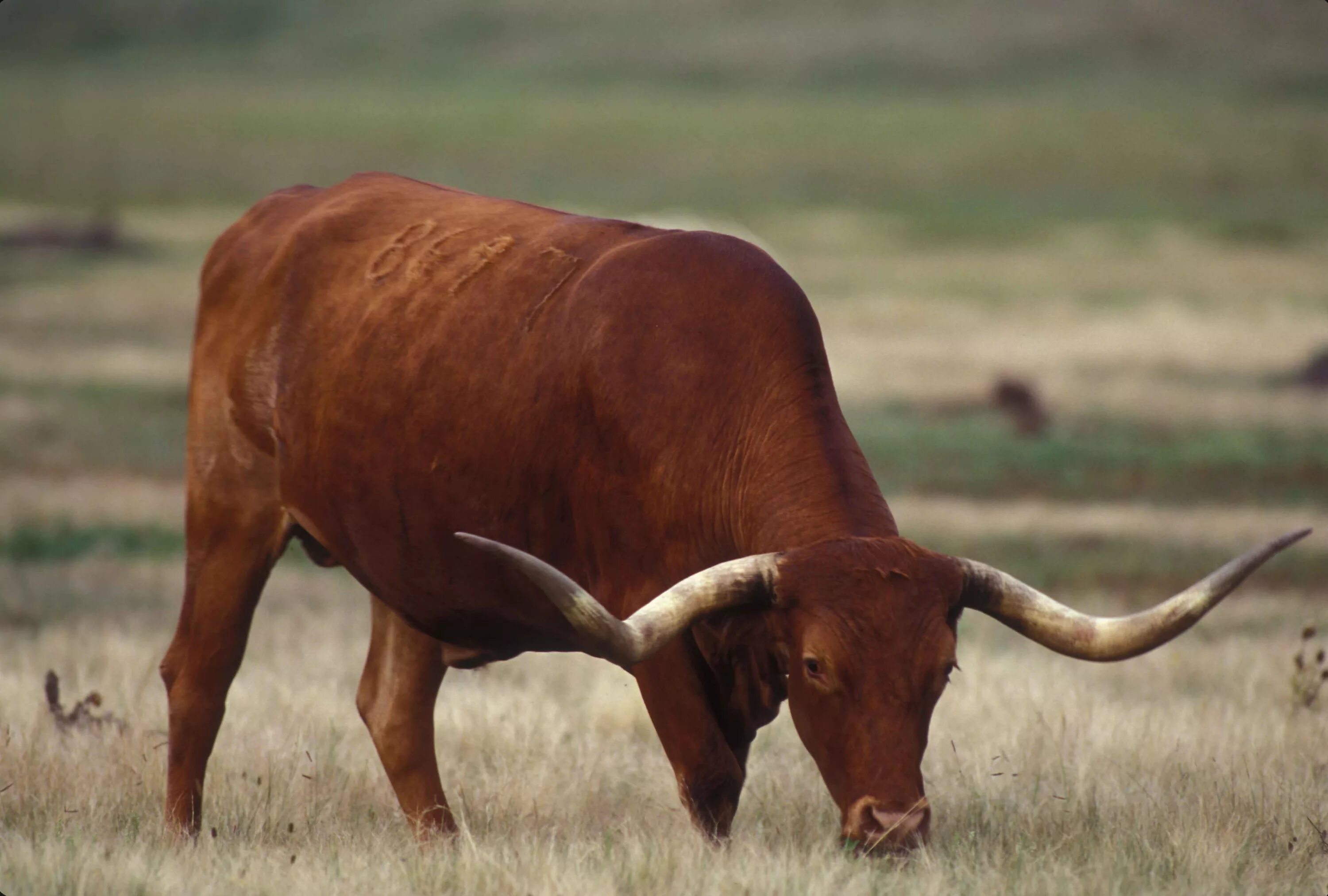 Техасский лонгхорн. Техас Лонгхорнс бык. Техасский лонгхорн красный. Рогатый скот буйвол.