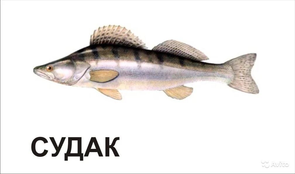 со скольки месяцев можно давать ребенку рыбу и какую. когда можно вводить рыбу в прикорм ребенку. во сколько месяцев можно давать ребенку рыбу. когда можно давать рыбу ребенку до года и какую. какую рыбу можно детям до 1 года.