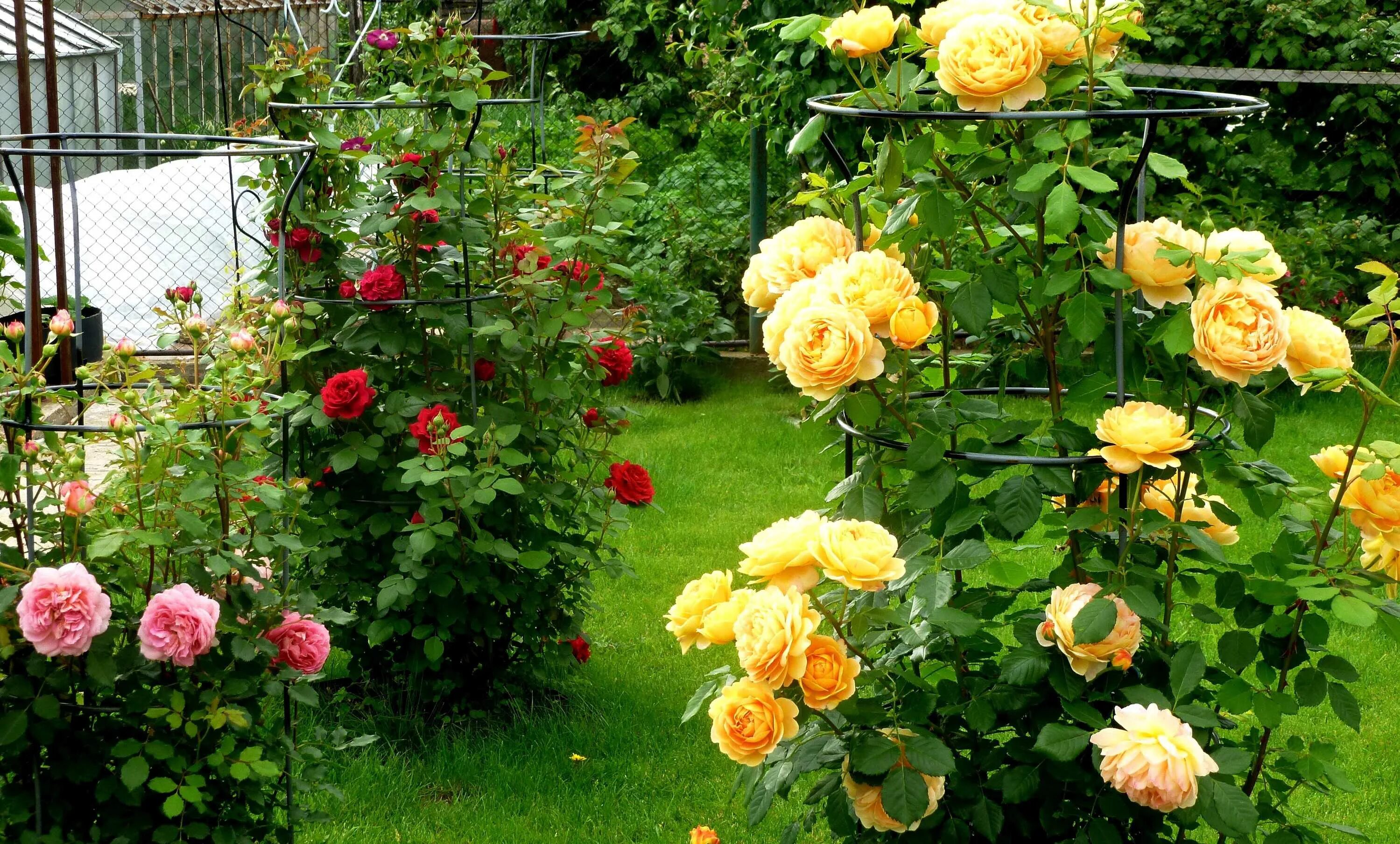 Лучшие розы для сада. Роуз Гарден плетистая.