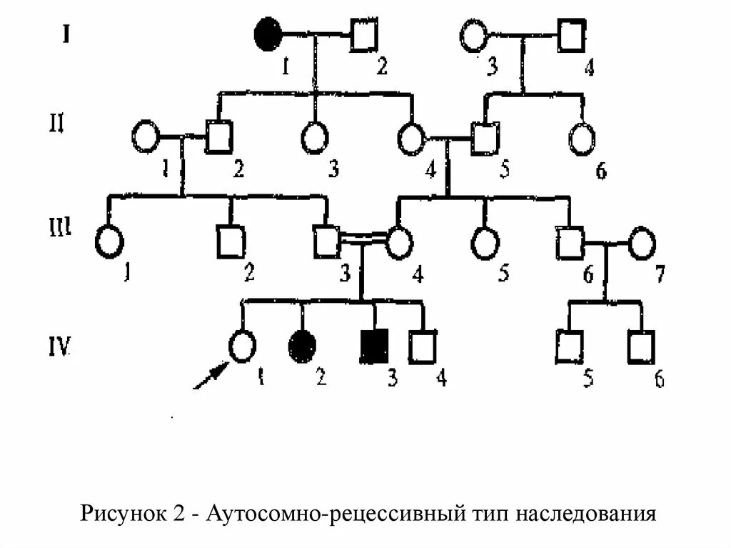 Родословная с аутосомнымнам рецессивным типом наследования. Аутосомно-рецессивный Тип родословная. Генеалогическое Древо аутосомно рецессивный Тип наследования. Родословная с аутосомно-рецессивным типом наследования.