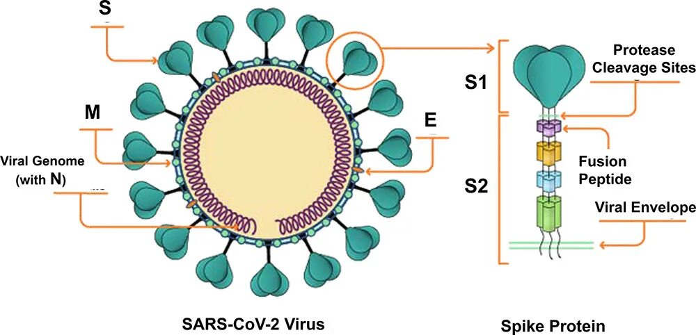 Коронавирус строение вируса. Коронавирус строение. Структура s-белка вируса SARS-cov-2. Коронавирус структура SARS-cov-2. Организация коронавируса