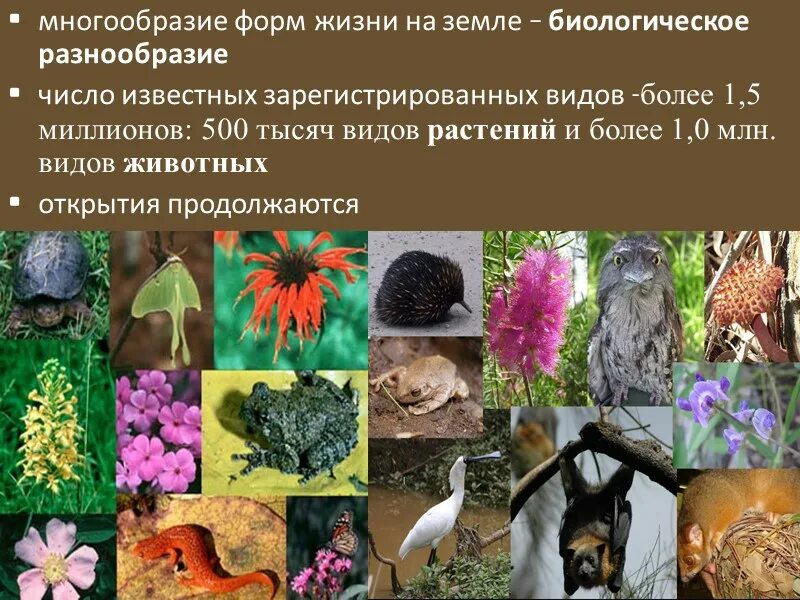 Разнообразие жизни на земле. Многообразие животных. Биологическое разнообразие земли. Многообразие видов животных.