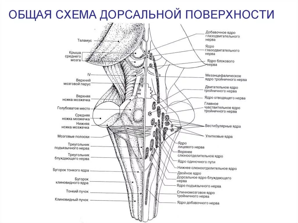 Ядра черепных нервов продолговатого мозга. Ядра черепных нервов схема. Ядра ромбовидной ямки схема. Проекция ядер ЧМН схема. Ядра черепно мозговых нервов схема.