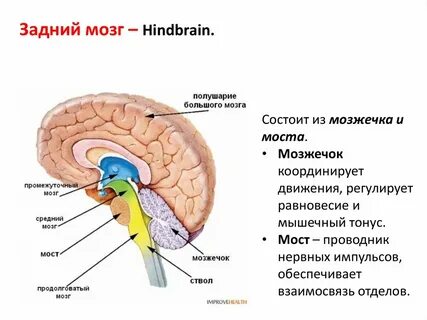 Роль заднего мозга в обеспечении антигравитационной позы