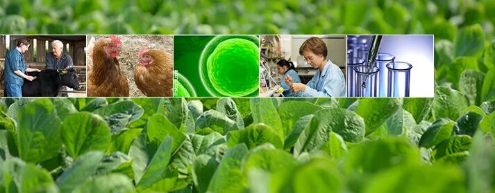 Сельскохозяйственная биотехнология. Биотехнологии в сельском хозяйстве. Экологическая биотехнология. Биотехнологии в растениеводстве. Природоохранные биотехнологии.
