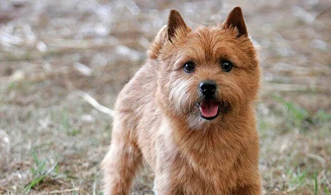 Норвич терьер (norwich terrier). Австралийский терьер норвич. Норвич терьер описание породы. Норвич терьер (norwich terrier). Норвич терьер.
