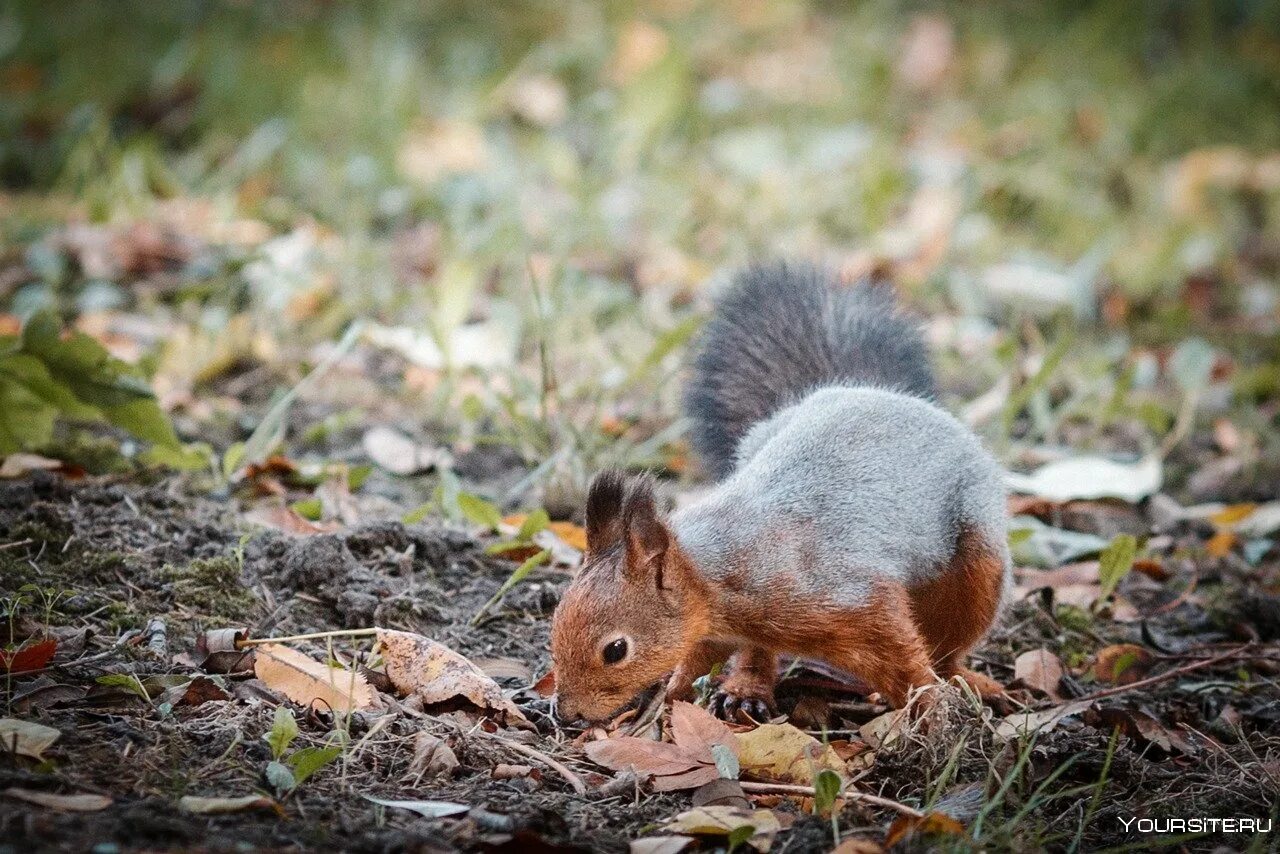 Заяц беляк линяет. Линька у животных. Белки линяют. Линяющие животные. Дикие животные линяют.