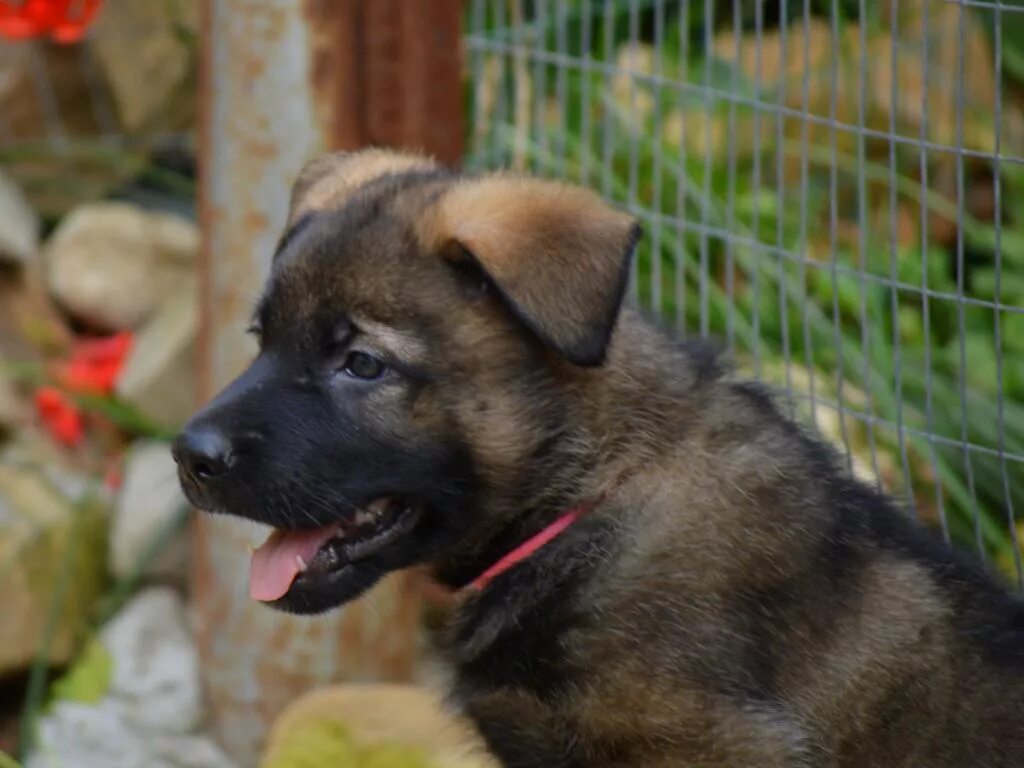 Шпиц барбарис питомник. Питомник собак. Питомник и приют. Питомник приют для собак. Приют для животных кропоткин.