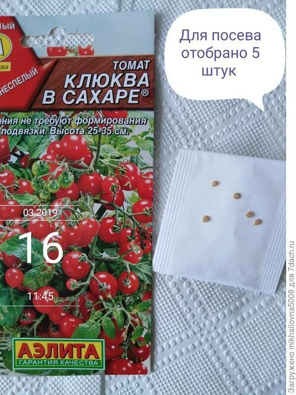 Томат клюква в сахаре описание. Семена томат клюква в сахаре. томат сорт клюква в сахаре. сорт помидор клюква с сахаром.