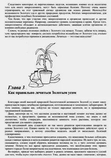 Золотой ус лечебные свойства и применение