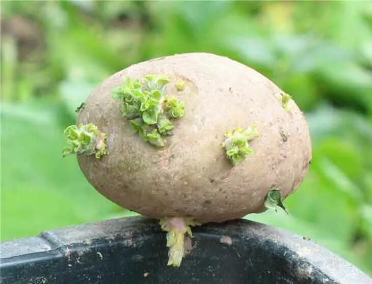 Пророщенный клубень картофеля. Прорастание Глазков картофеля. Ростки картофеля. Картошка с ростками.