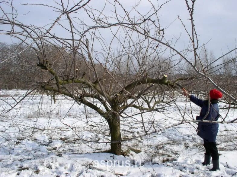 Обрезка яблонь зимой. Омолаживание яблони. Обрезка веток яблони. Зимняя обрезка деревьев в саду. Обрезка деревьев яблони зимой.