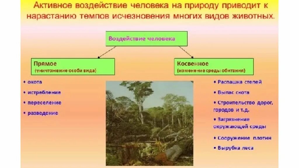 Какое влияние человека на животных. Воздействие человека на растения. влияние природы на животных. прямое воздействие человека на растения. косвенное влияние на природу.