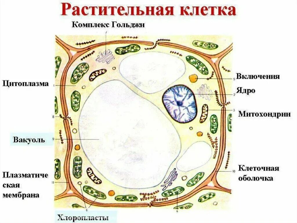 Есть ли у растений клетки. Рисунок растительной клетки с обозначениями. Рисунок строения растительной клетки с обозначениями. Растительная клетка рисунок с подписями. Рисунок клетки растения с обозначениями.