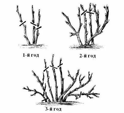 Обрезка крыжовника весной для начинающих в картинках. Схема обрезки крыжовника. Схема обрезки куста крыжовника. Схема подрезки крыжовника. Схема обрезки крыжовника осенью.