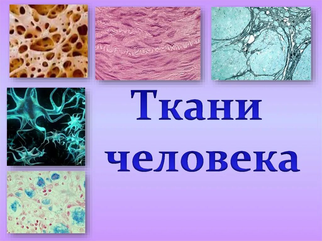 4 группы тканей животных. Ткани человека. Типы тканей человека. Ткани биология. Ткани человека картинки.