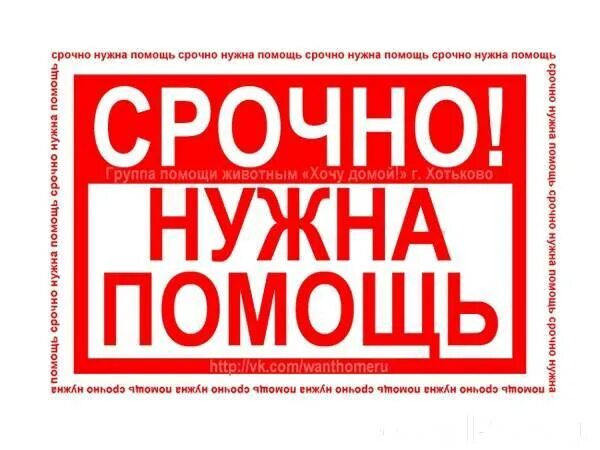 Необходимо срочно в срок. Срочно нужна помощь. срочно помогите. срочная помощь. нужна помощь.