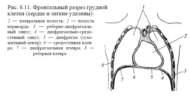 Значение синусов плевры. Значение синусов плевры