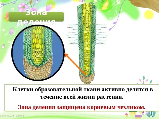 Образовательная ткань растений. Образовательная ткань у злаковых. Клетки зоны деления. Клетки образовательной ткани делятся.