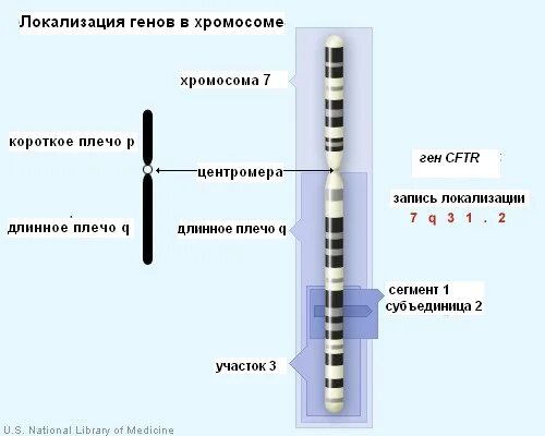 Как называется место расположения гена на хромосоме