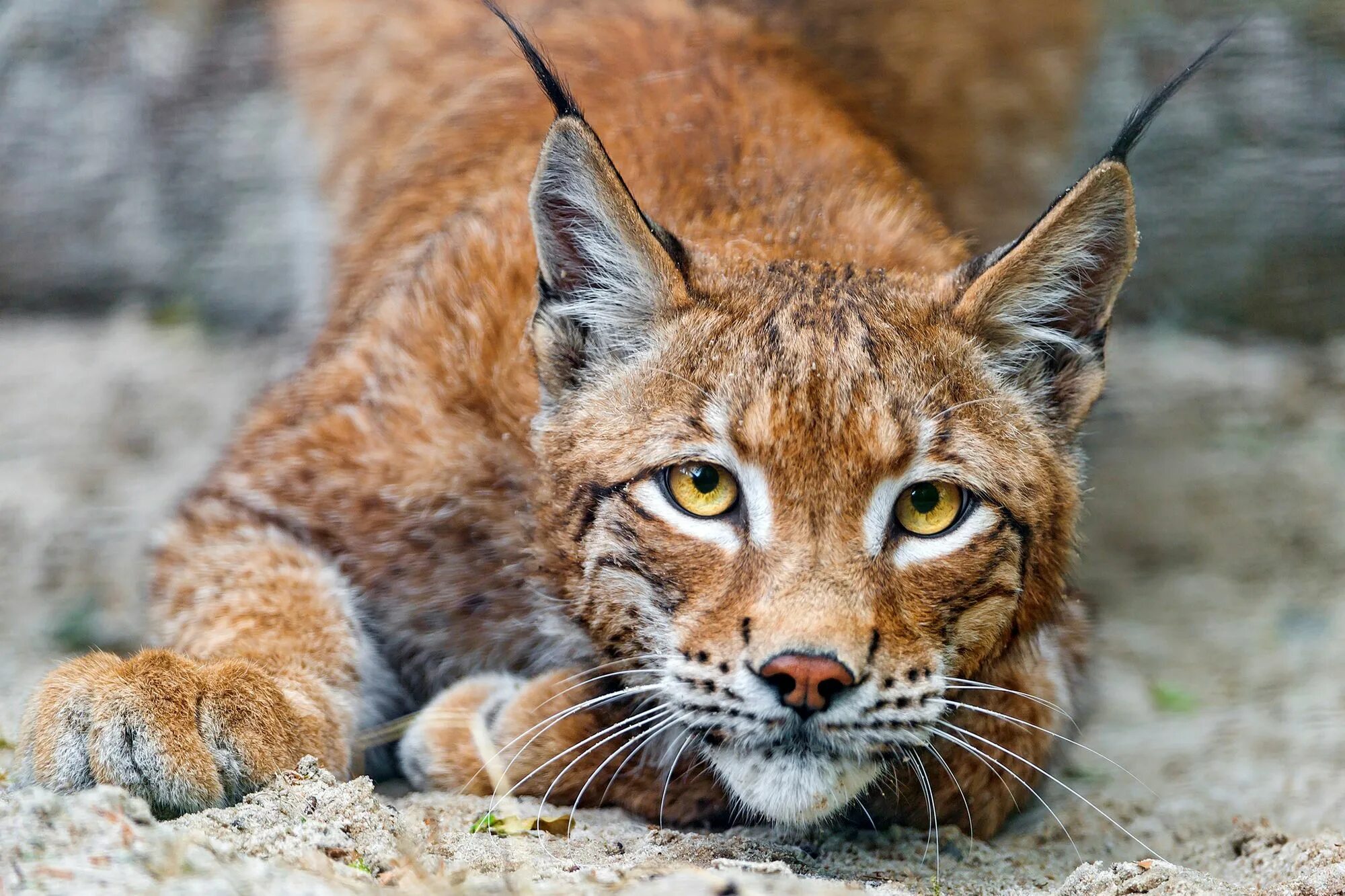 Гималайская Рысь. Рысь Линкс. Обыкновенная Рысь. Обыкновенная Рысь Lynx Lynx.