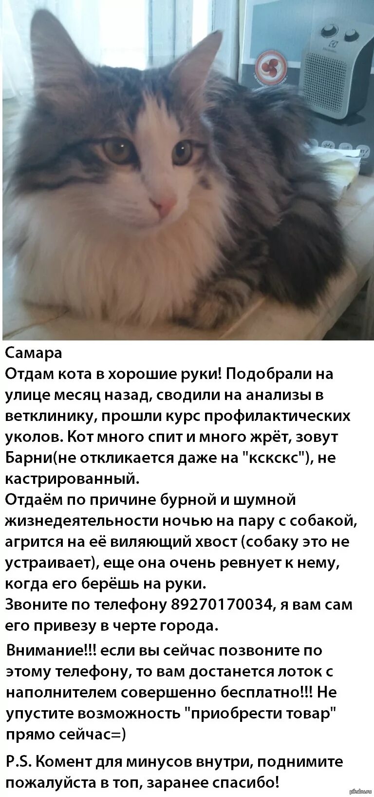 Отдам кота. Отдам кота смешные объявления. Объявление отдам котят. Хороший кот, отдам в хорошие руки. Отдам кошку в хорошие