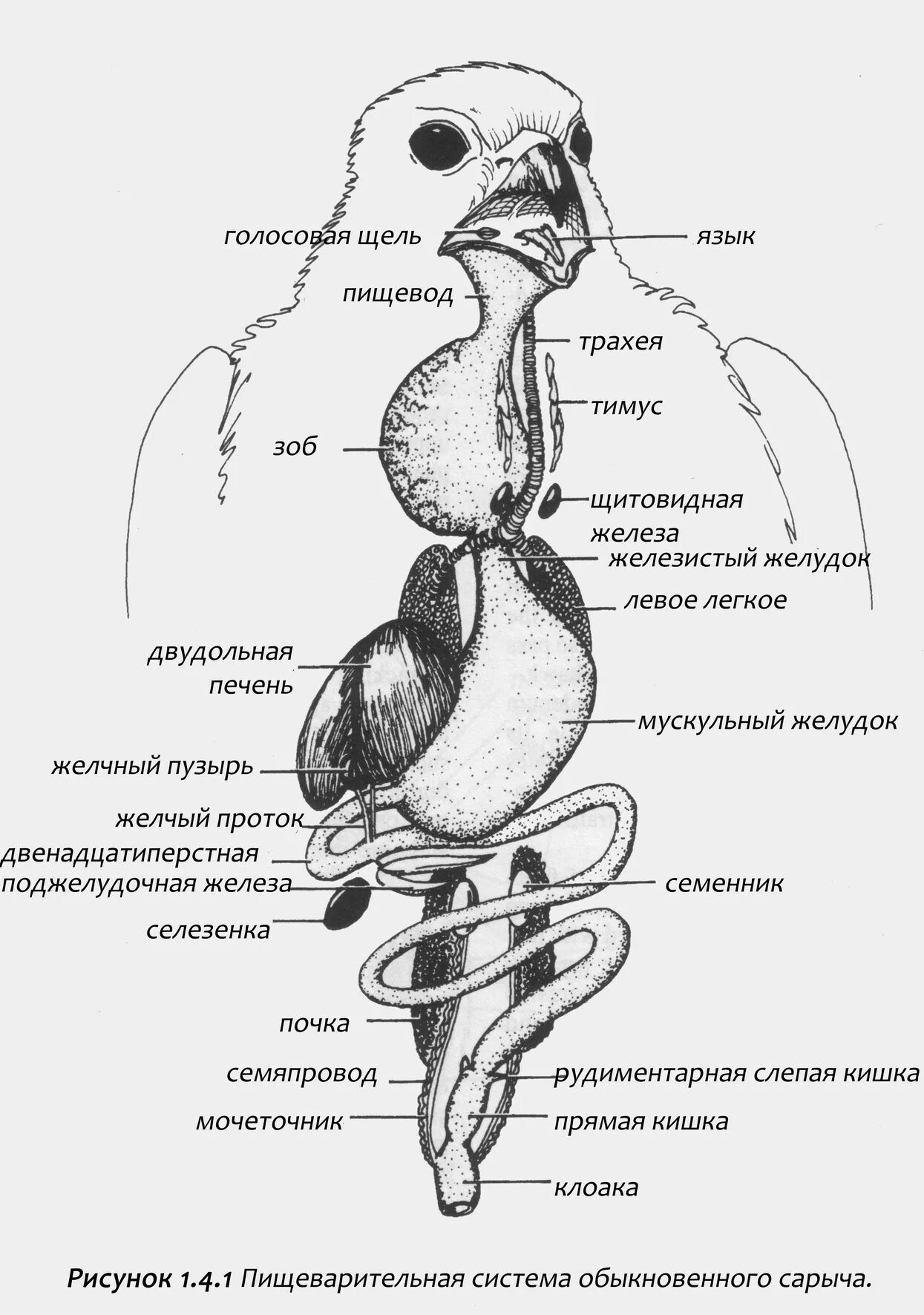 Гортань у птиц. П пищеварительная система. Система органов птиц пищеварительная система. Схема строения органов пищеварения птицы. Пищеварительная система птиц зоб.