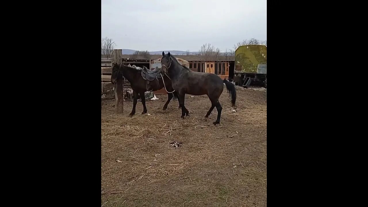 Стандарт породы кабардинская фрагмент. Кабардинская порода Шагди. Кабардинская порода лошадей Иппосфера. Кабардинский жеребец. Карачаевская порода на Иппосфере.